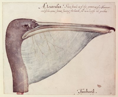 Pellicano, c.1590 da John White